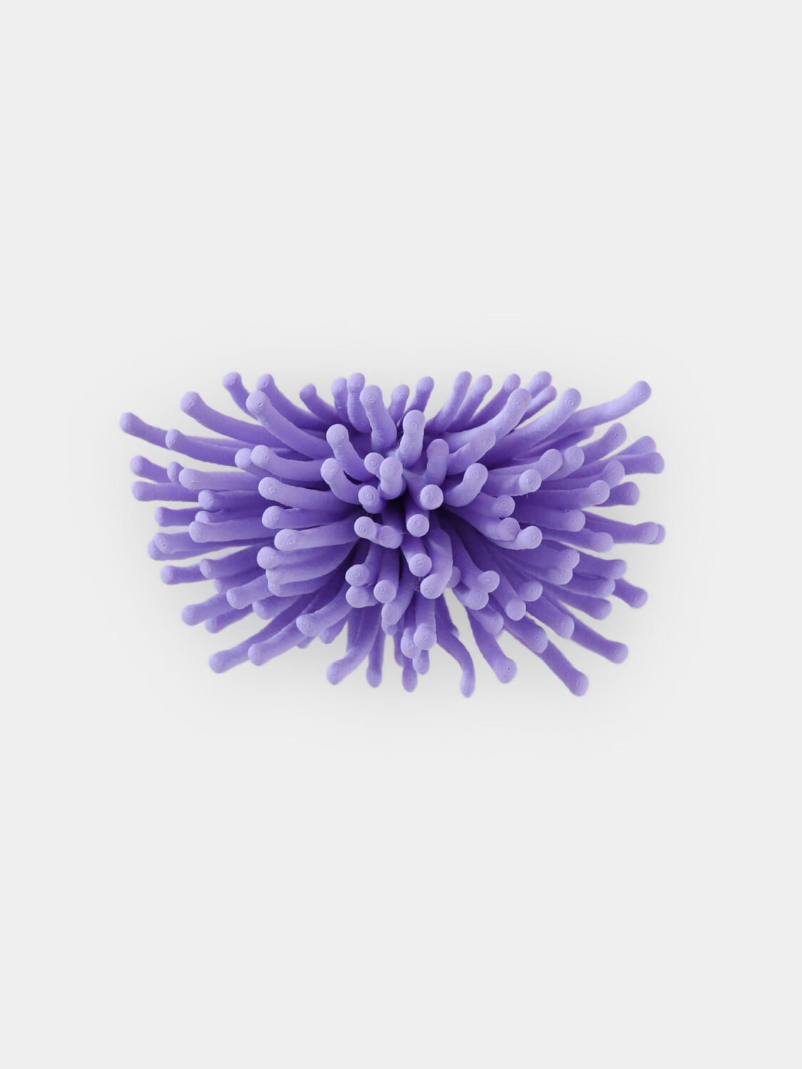 Wall Anemone