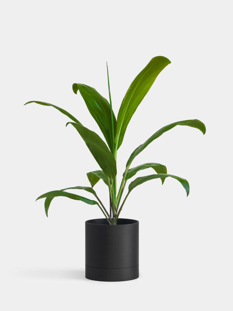 plantsomething-22-1